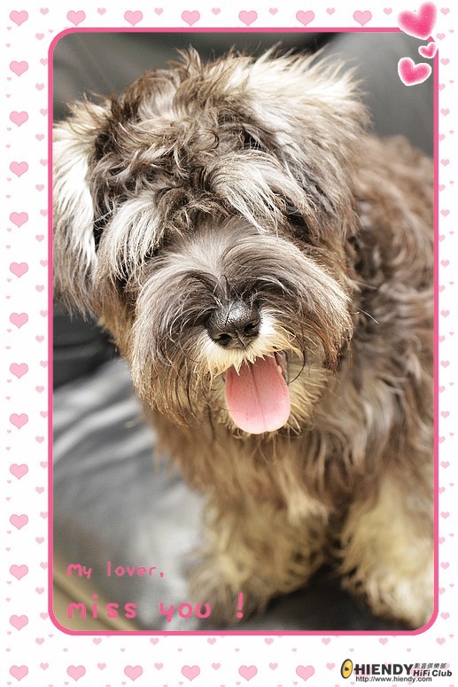 dog-1.jpg