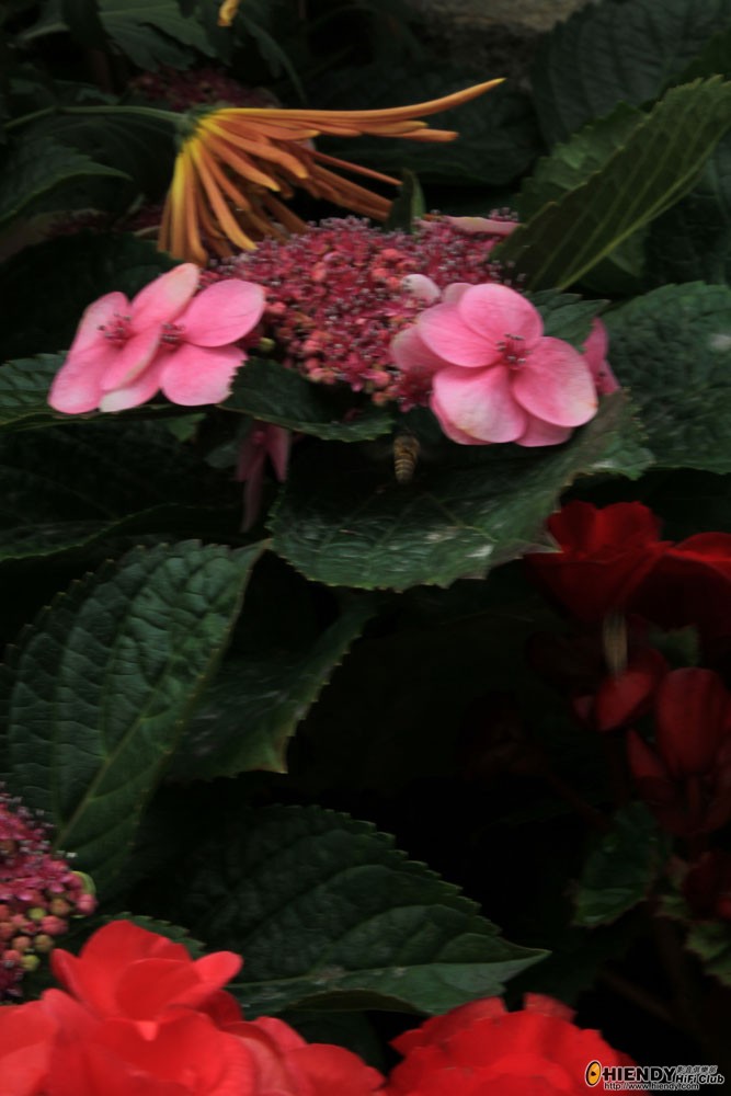 IMG_3258.jpg