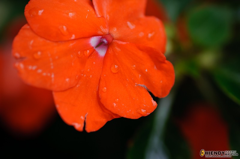 _DSC7383.JPG