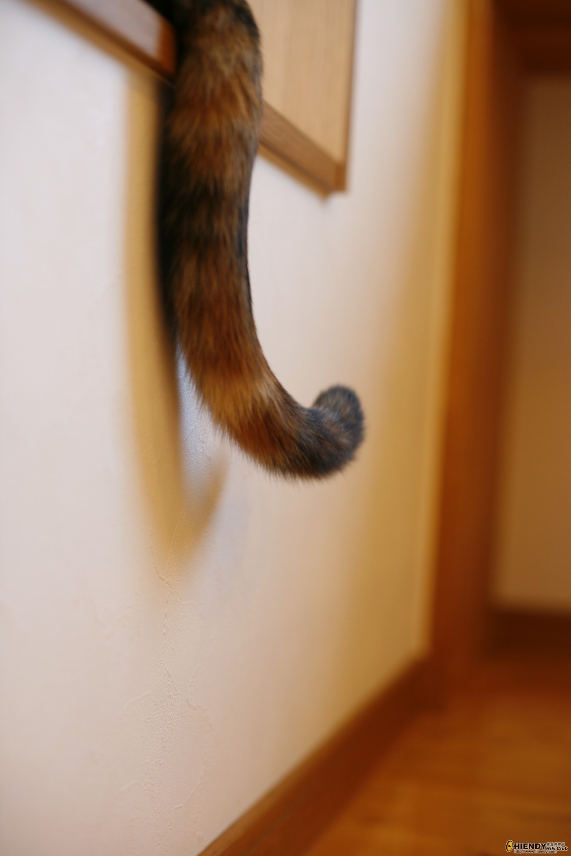 _MG_9331.jpg