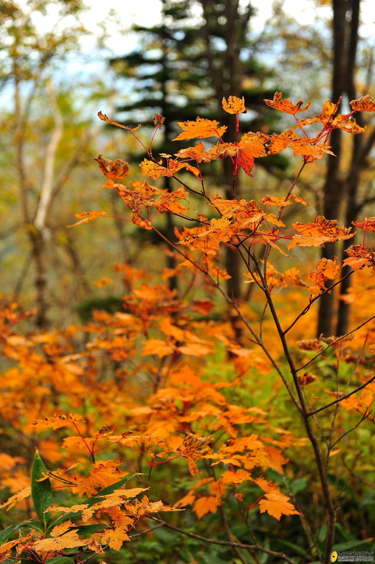 DSC_2278.JPG
