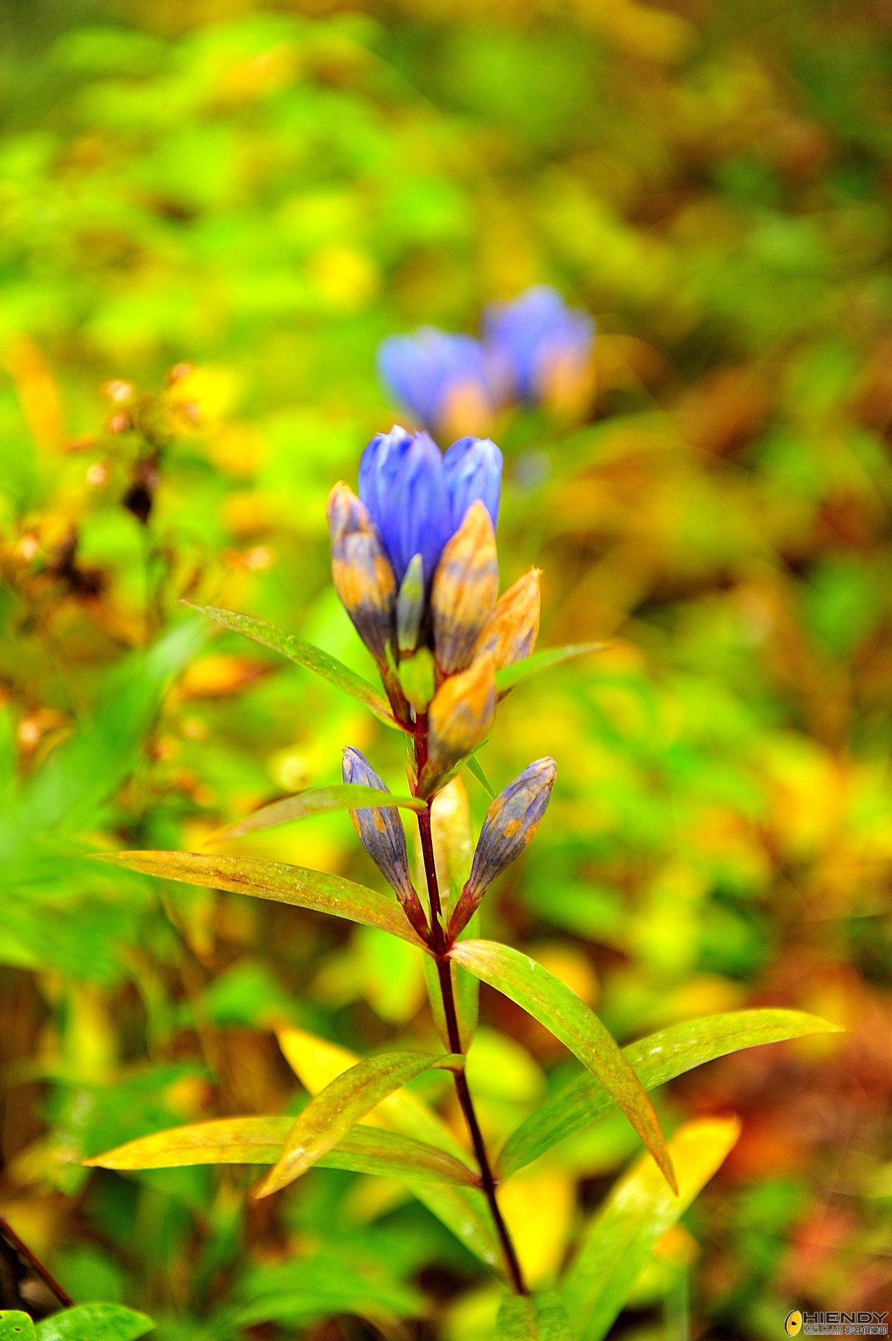 DSC_2279.JPG