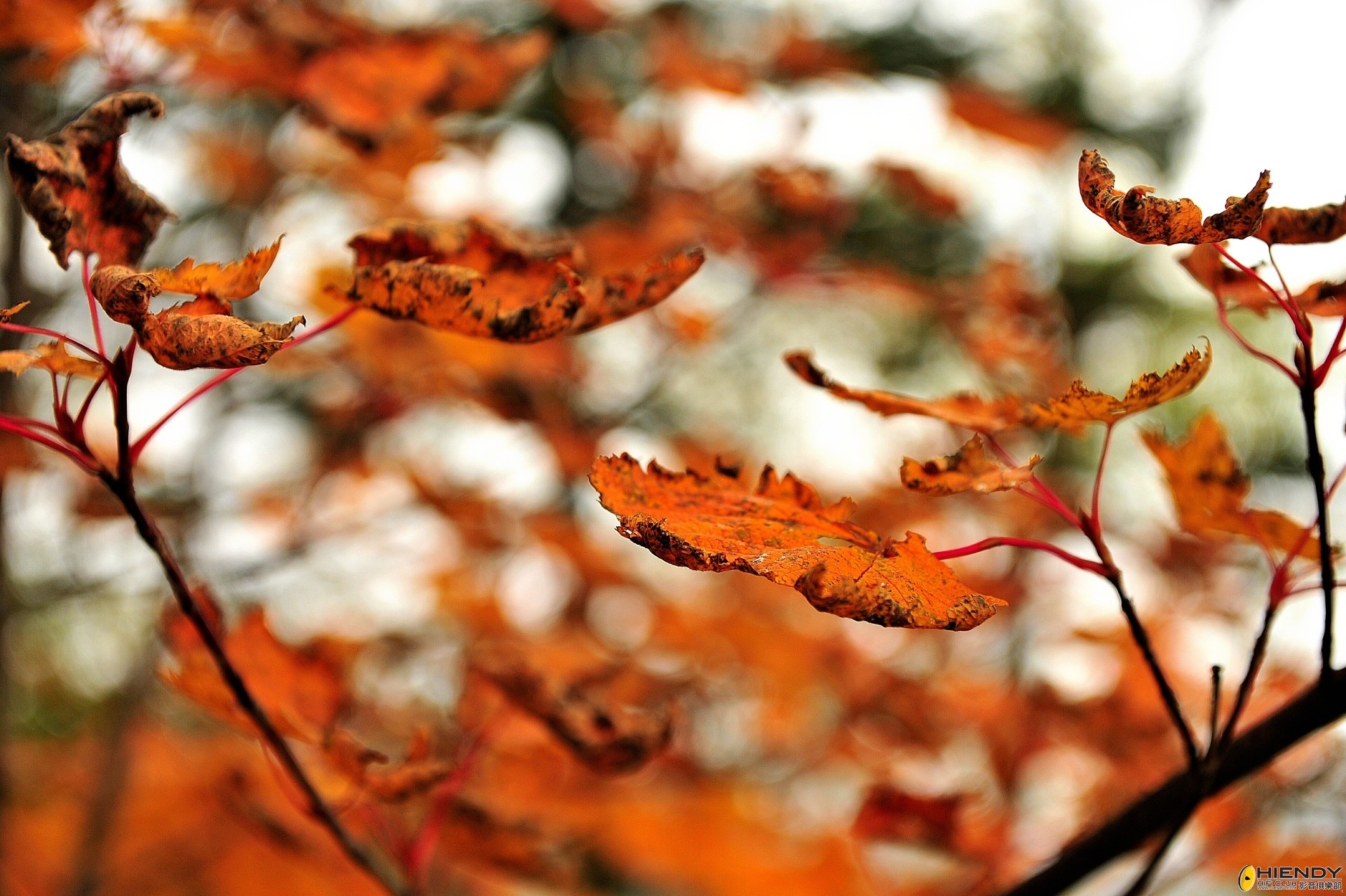 DSC_2376.JPG