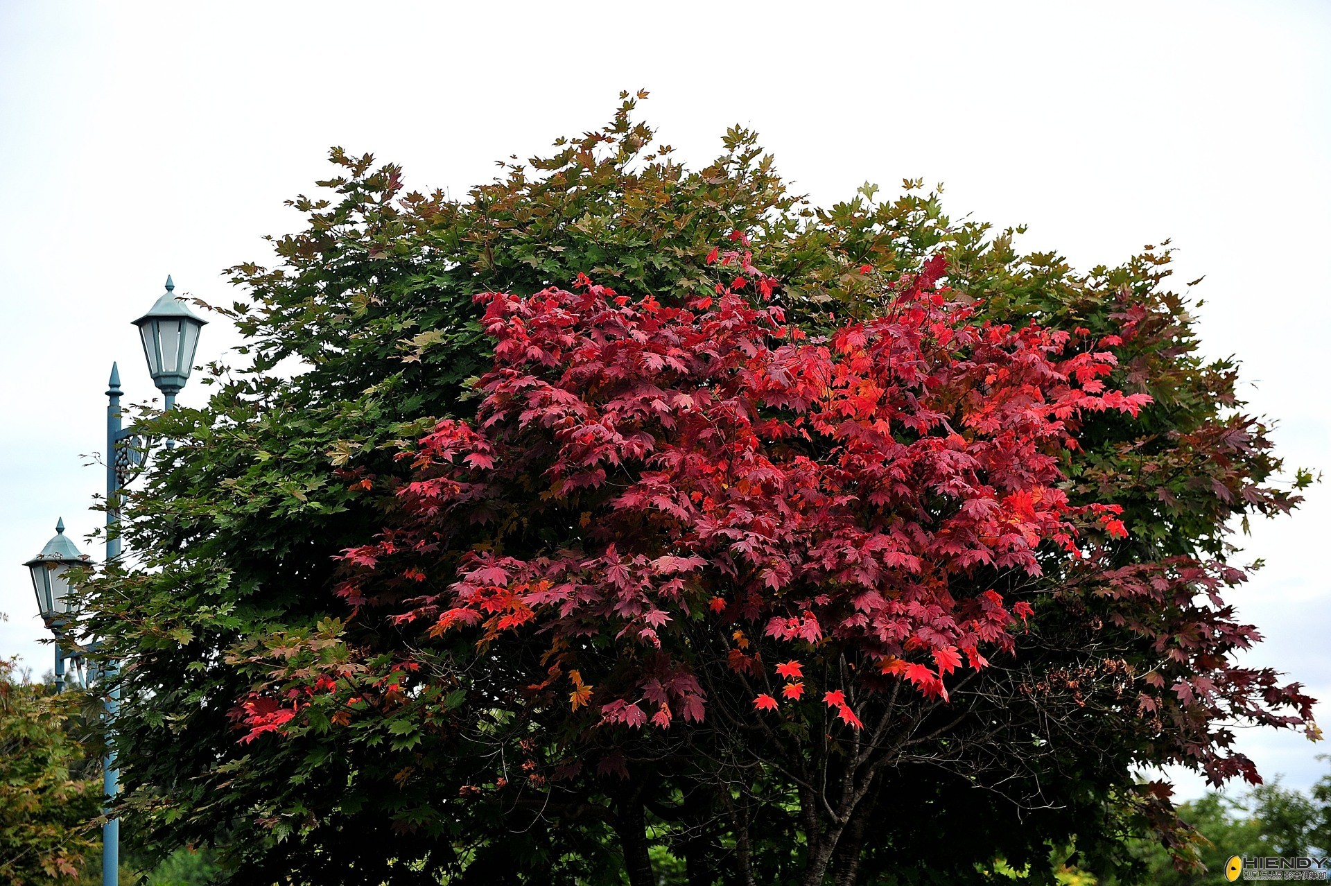 DSC_2645.JPG