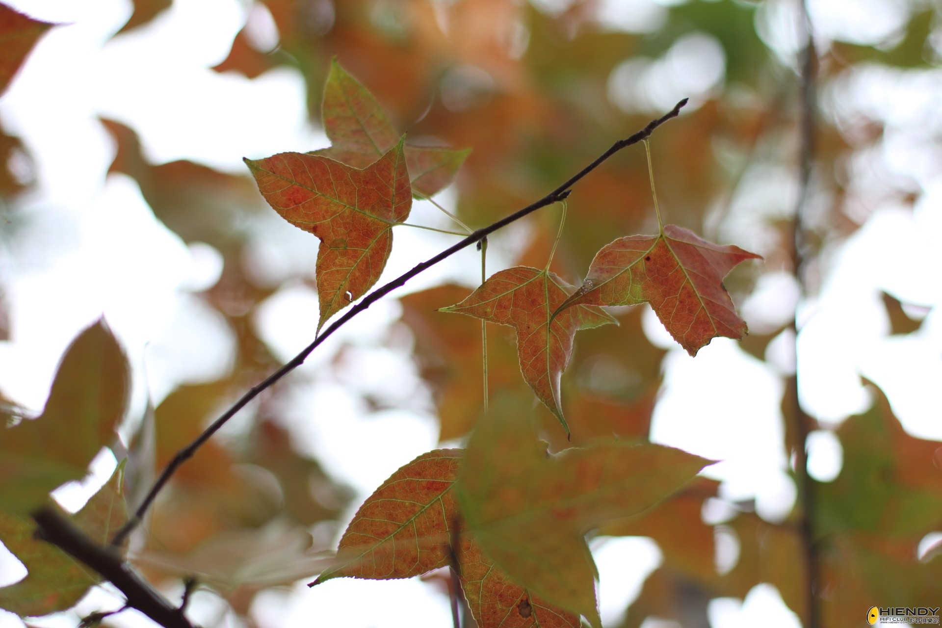 DPP_2203.JPG