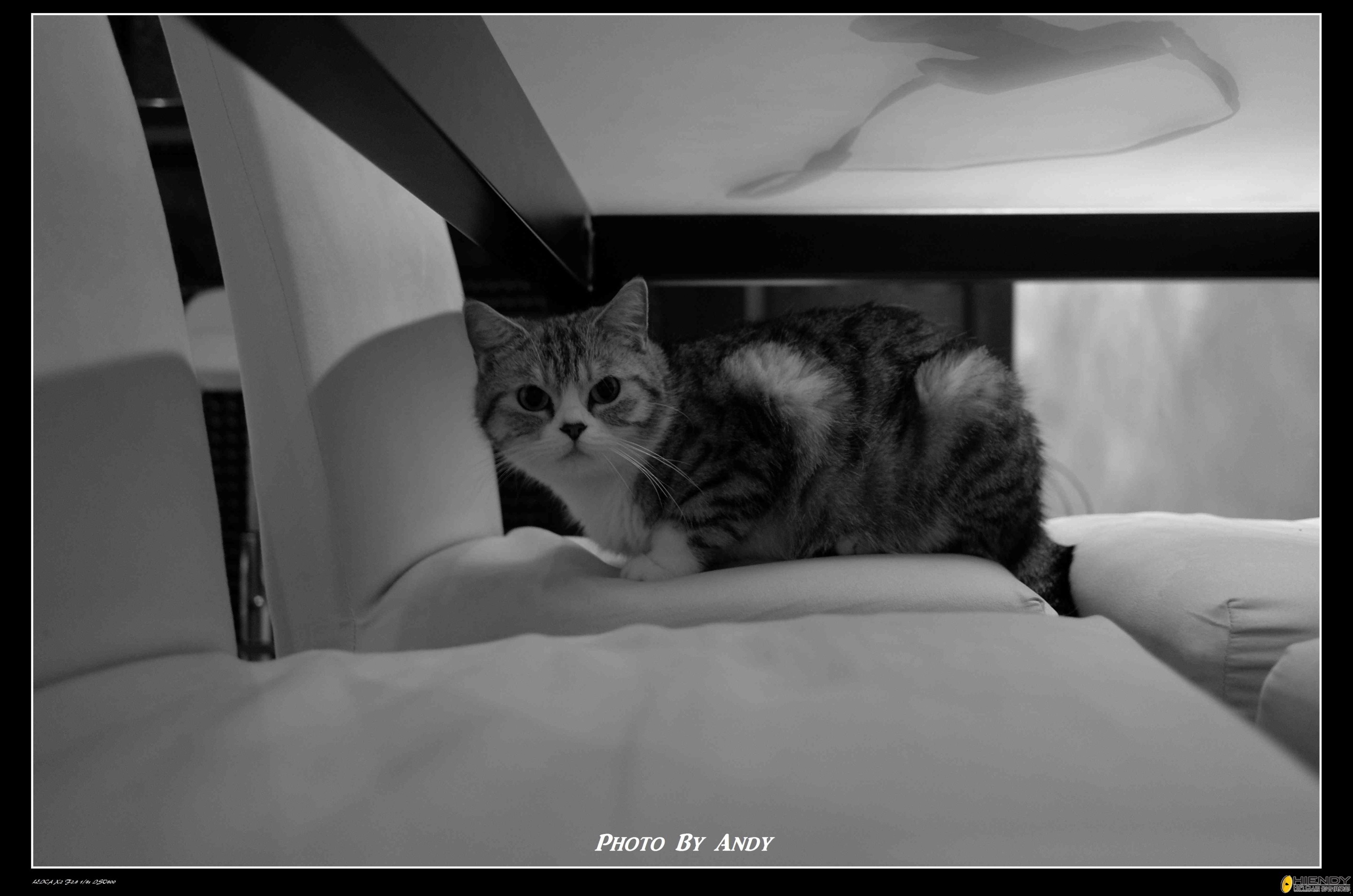 Leica 2 d.jpg