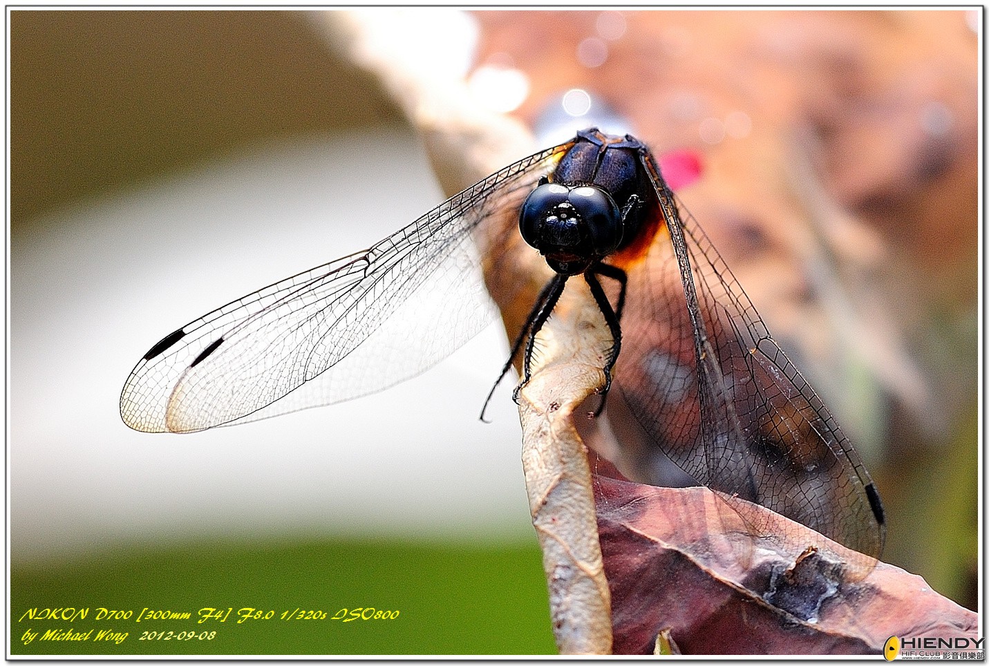 DSC_0001-a.jpg