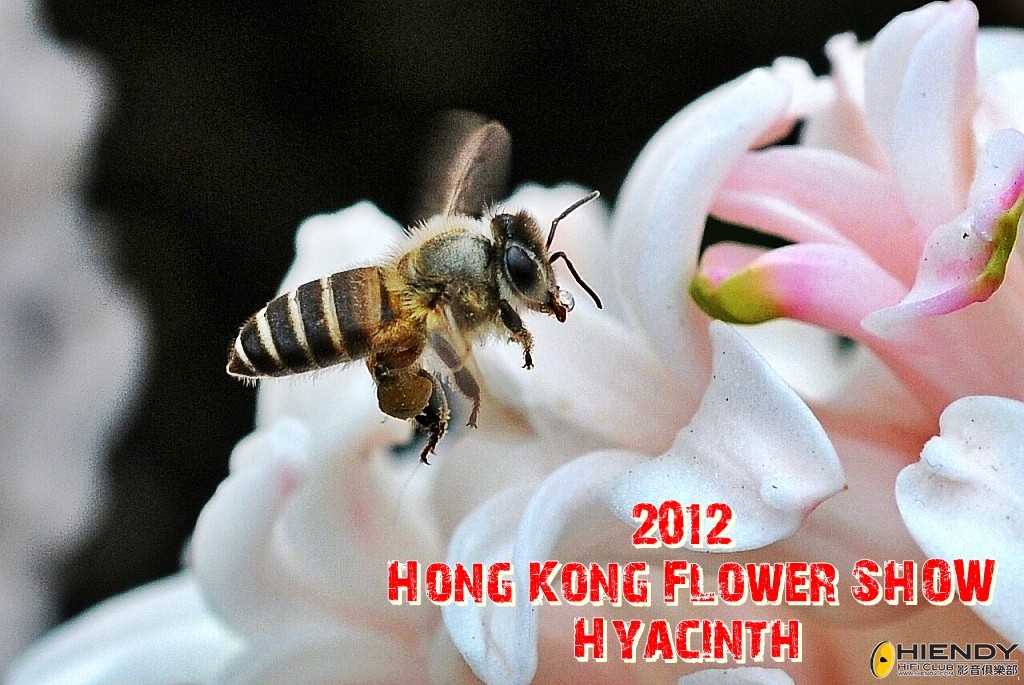 flower show (122).jpg