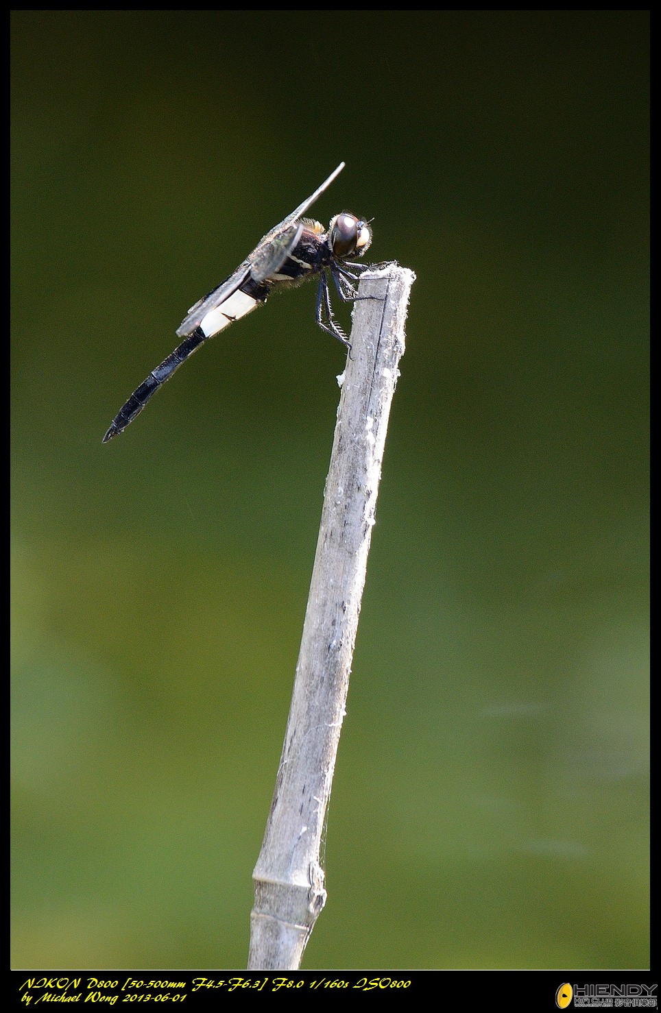 D88_9987.jpg