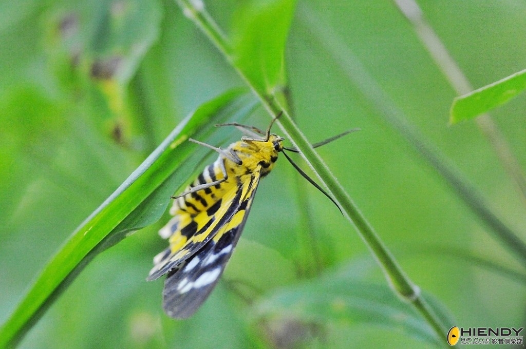 conew_000_3484.jpg