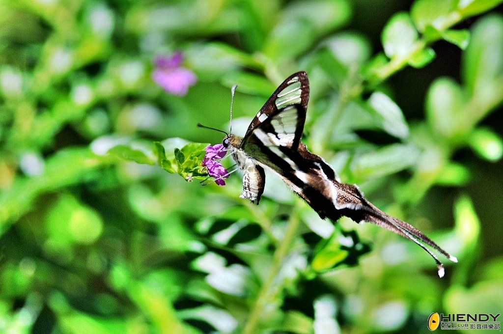 conew_000_3495.jpg