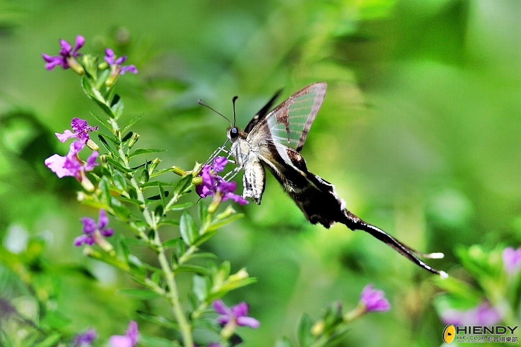 conew_000_3517.jpg
