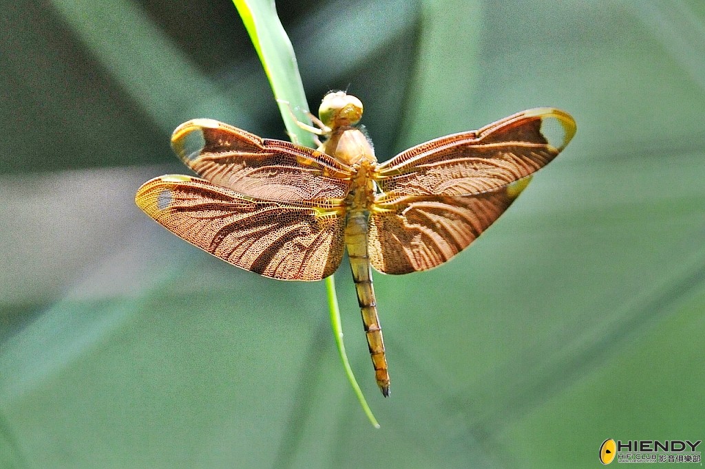 conew_000_3547.jpg