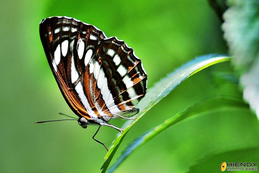 conew_000_3550.jpg