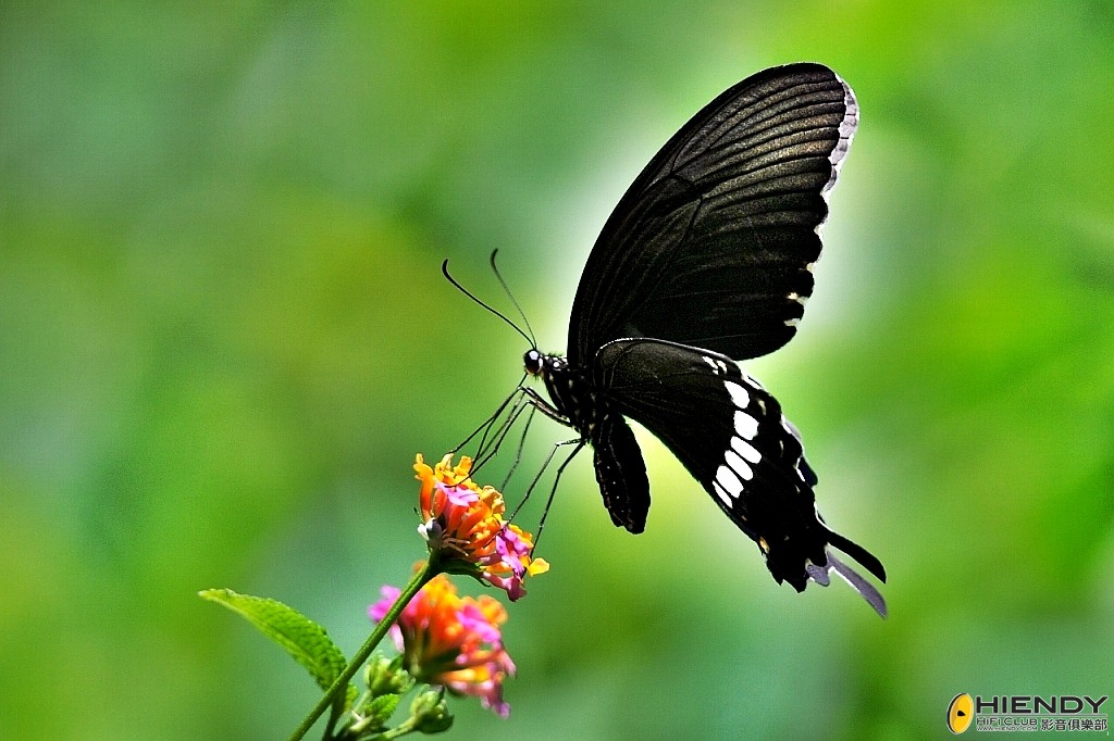 conew_000_3568.jpg