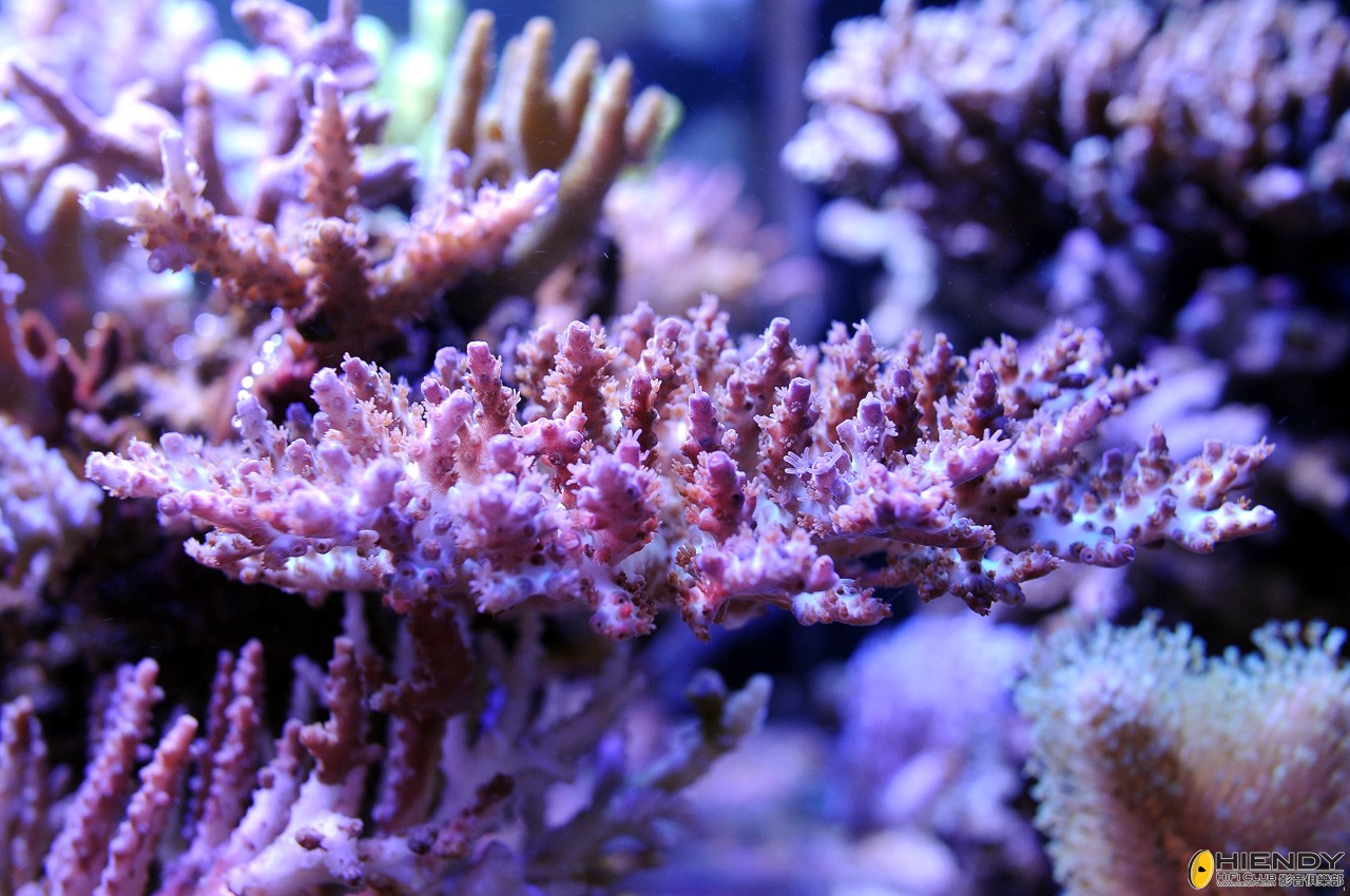 DSC_9262.JPG