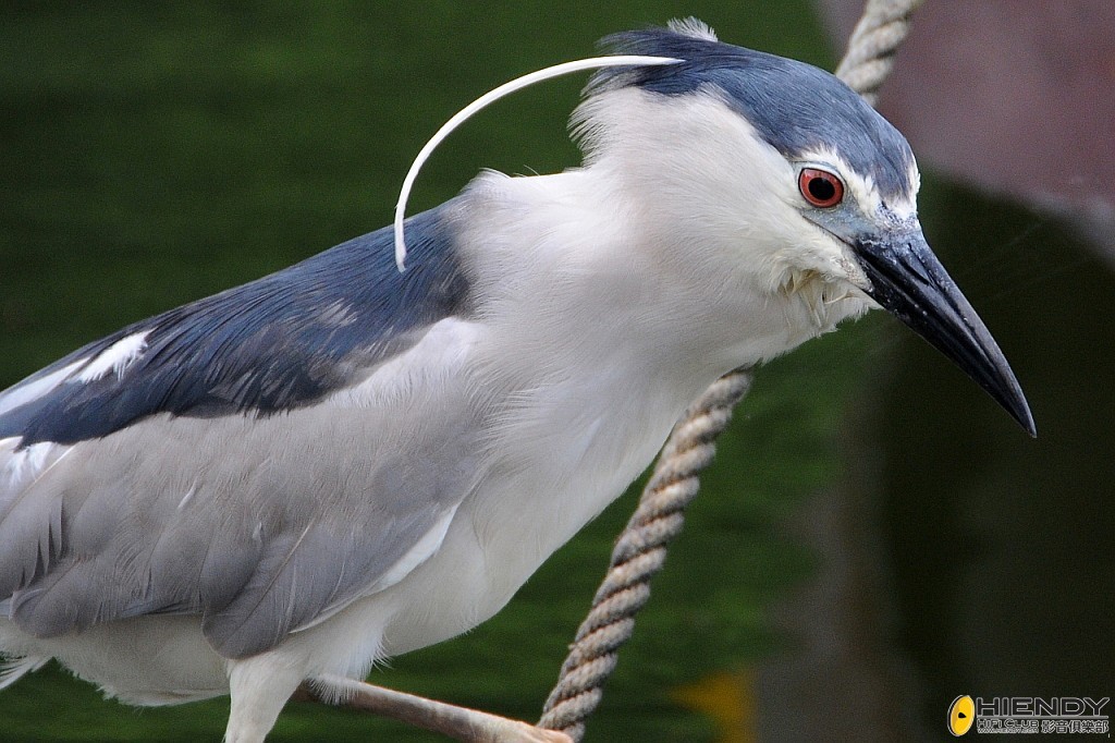 000_2484_conew1.jpg