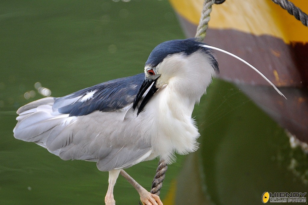 000_2483_conew1.jpg