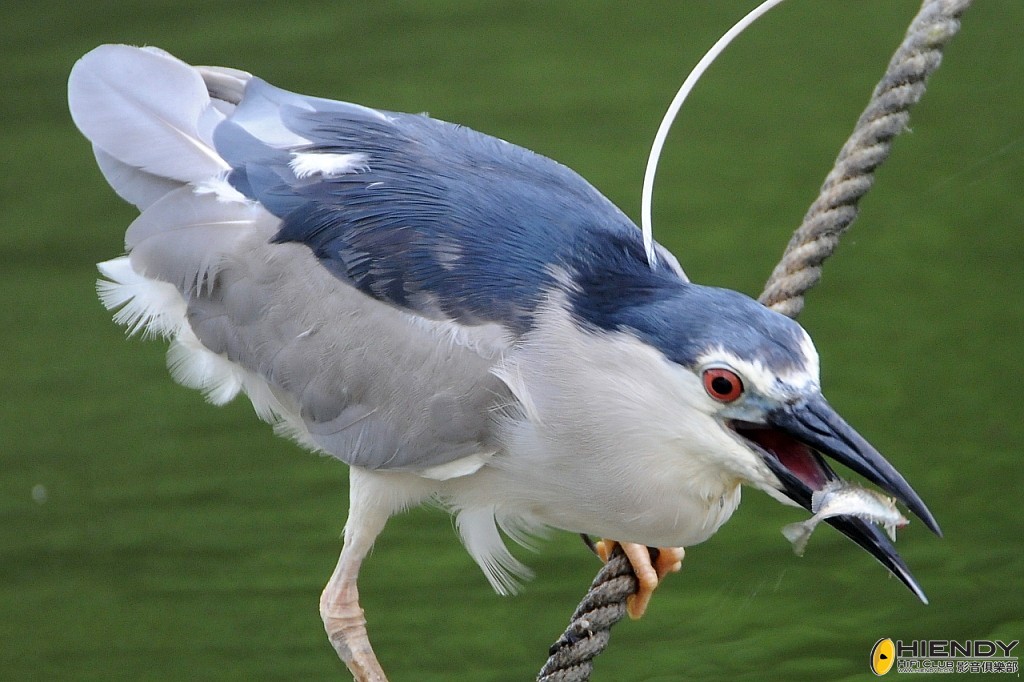 000_2479_conew1.jpg