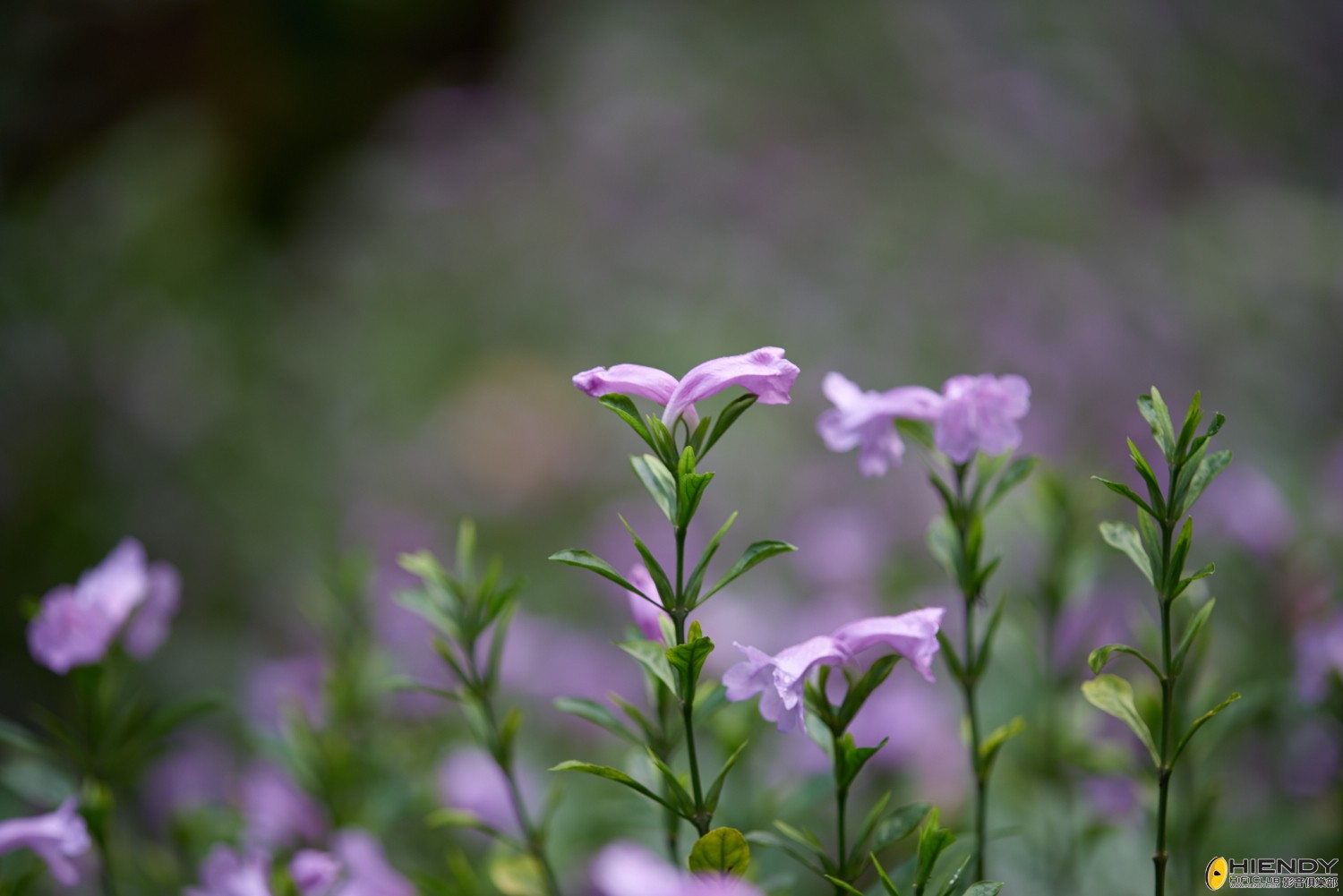 web__DSC1175.jpg
