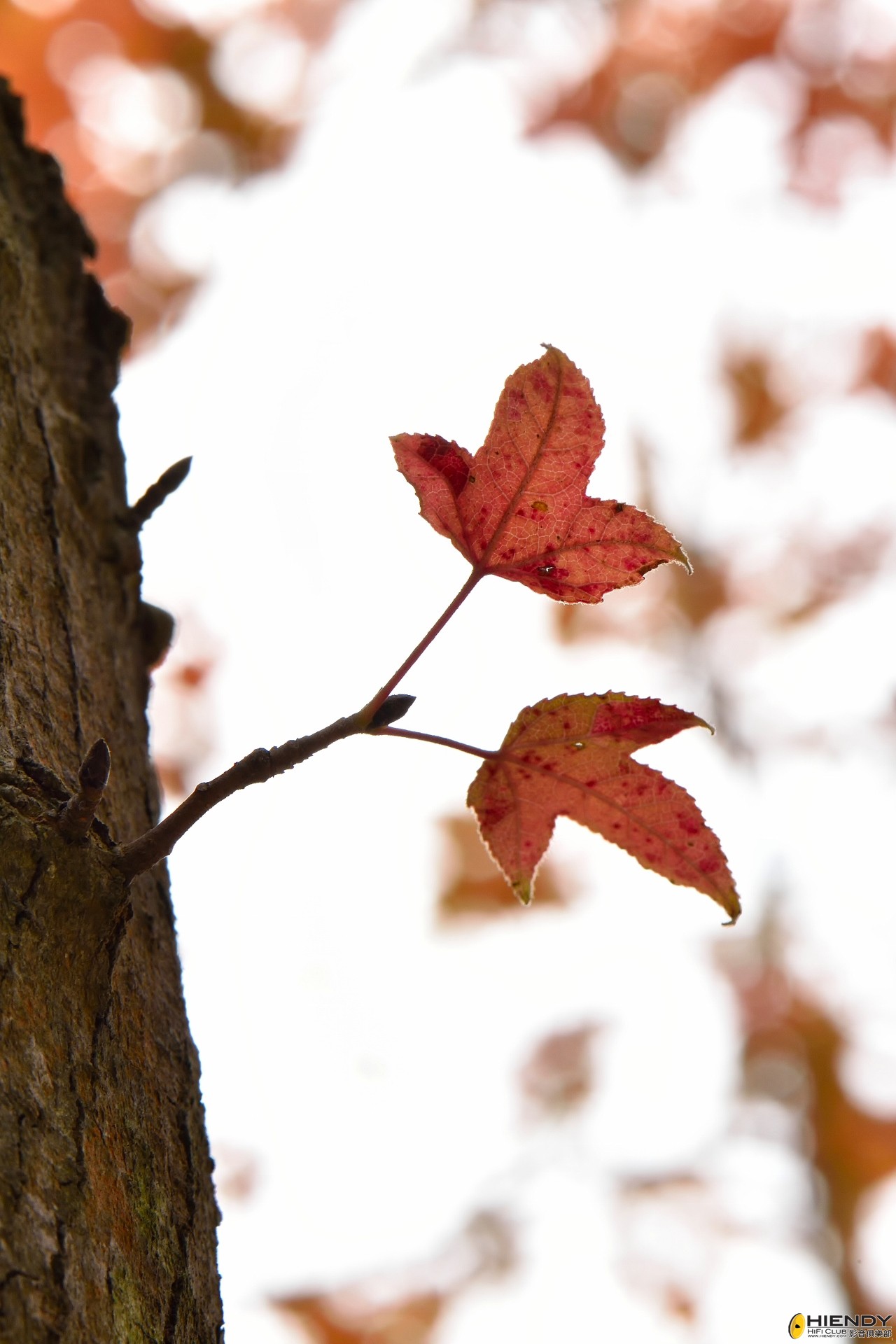 20141223TTOP0047 (1280x1920).jpg