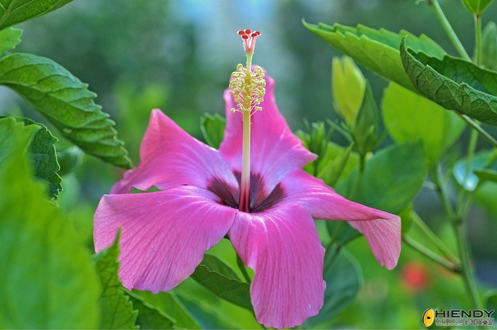 conew__ccw3426 copy.jpg