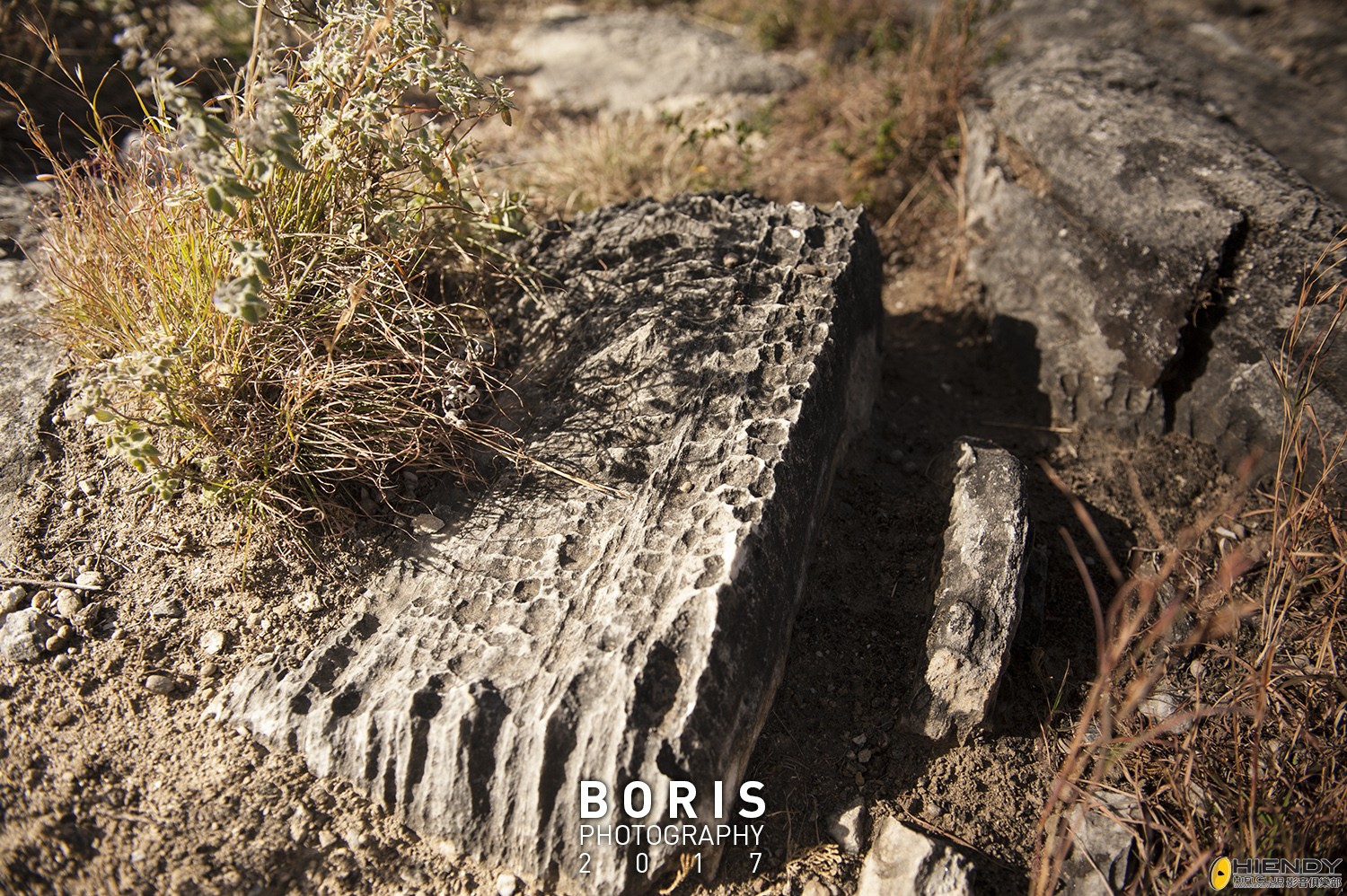 BOR_1885.jpg