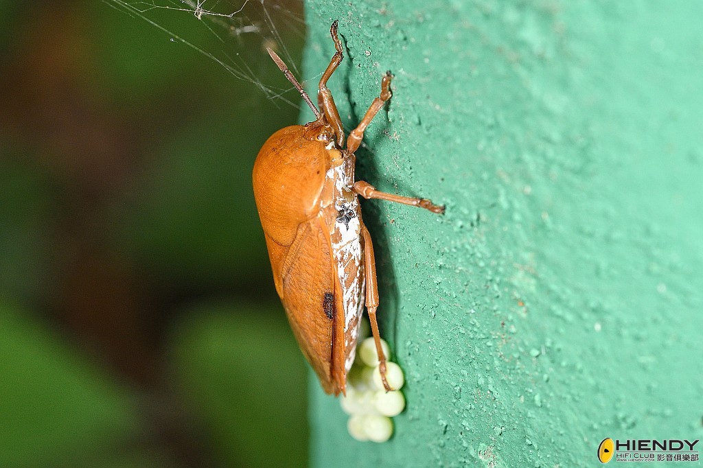 conew_cpc_1768_00001... copy.jpg