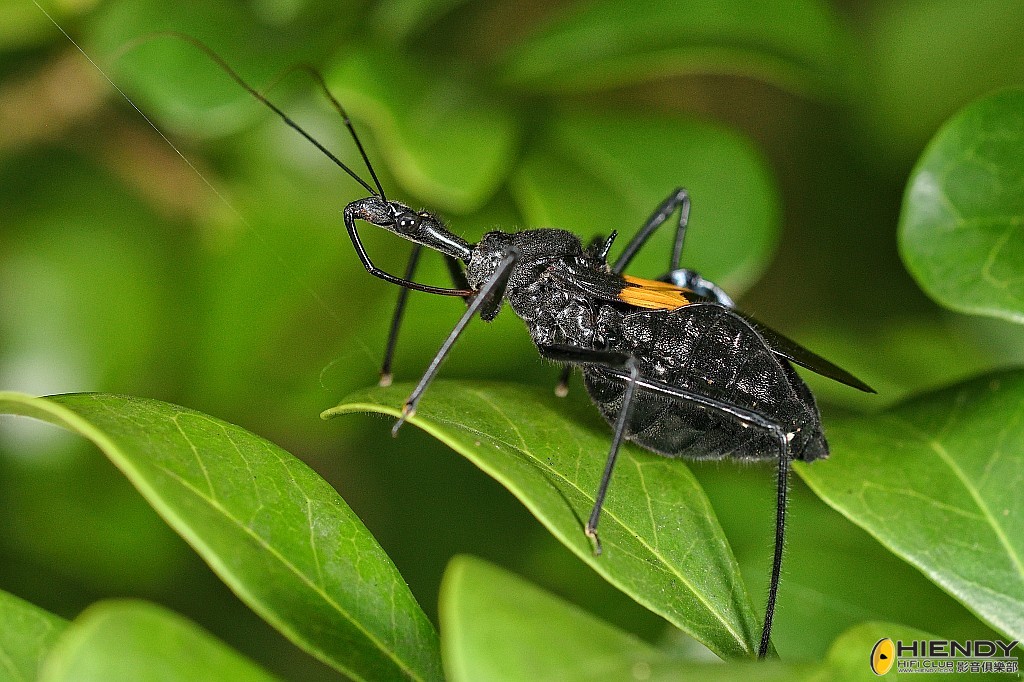 conew_cpc_1753_00001... copy.jpg