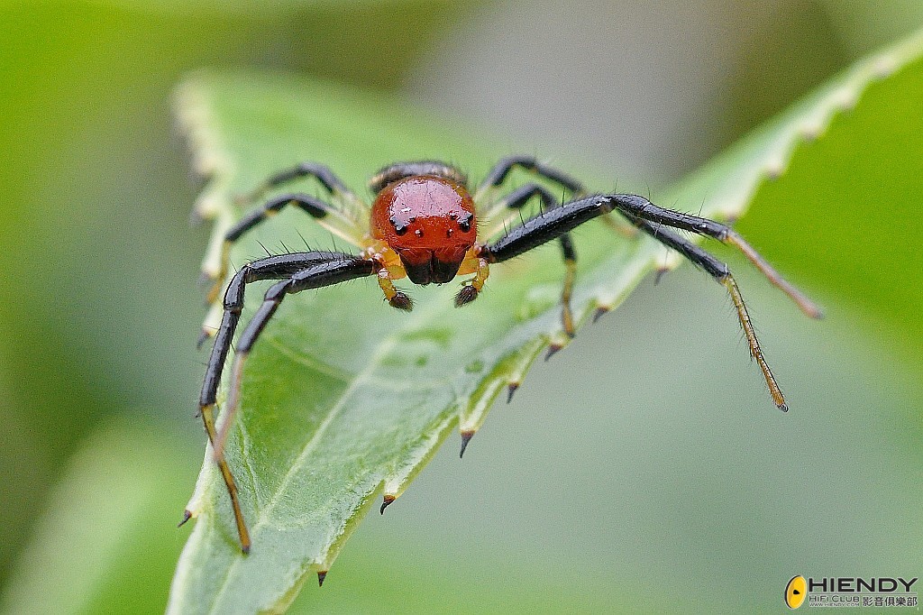 conew_cpc_1742_00001... copy.jpg