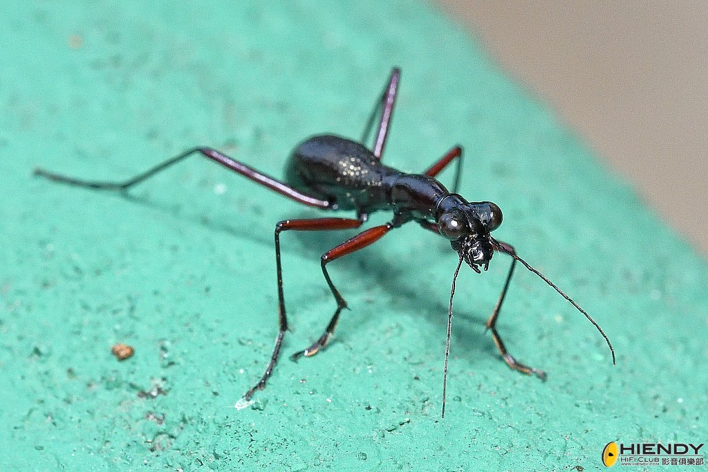 conew_cpc_0198_00001 copy....jpg