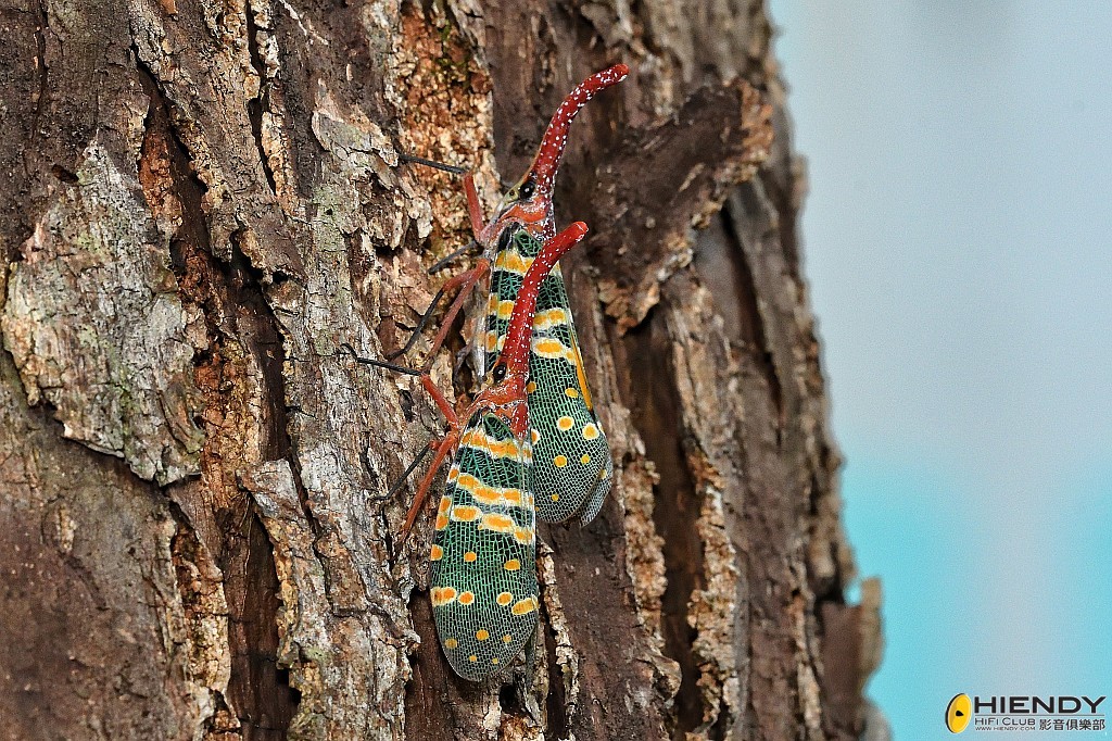 conew_cpc_0240_00001 copy....jpg