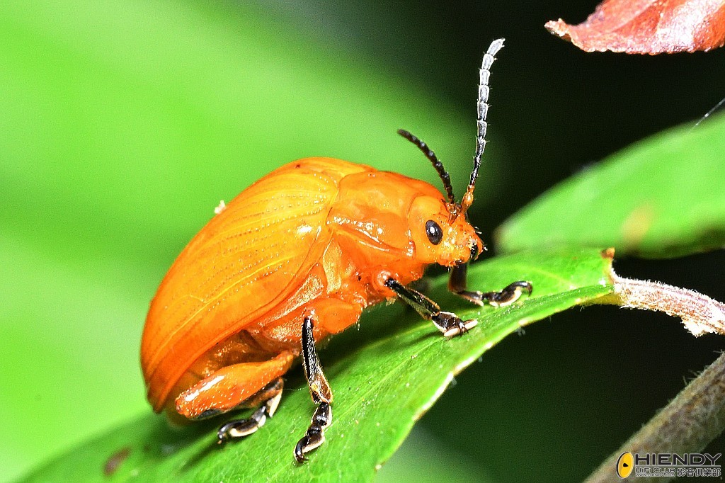 conew_cpc_3109_00001 copy.jpg