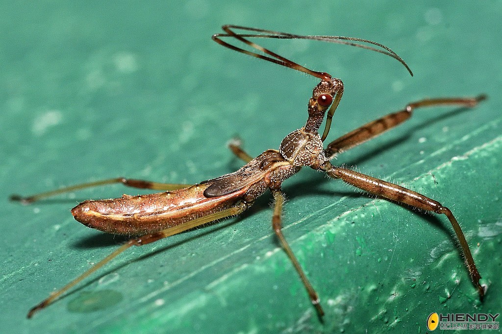 conew_cpc_2852_00001 copy.jpg