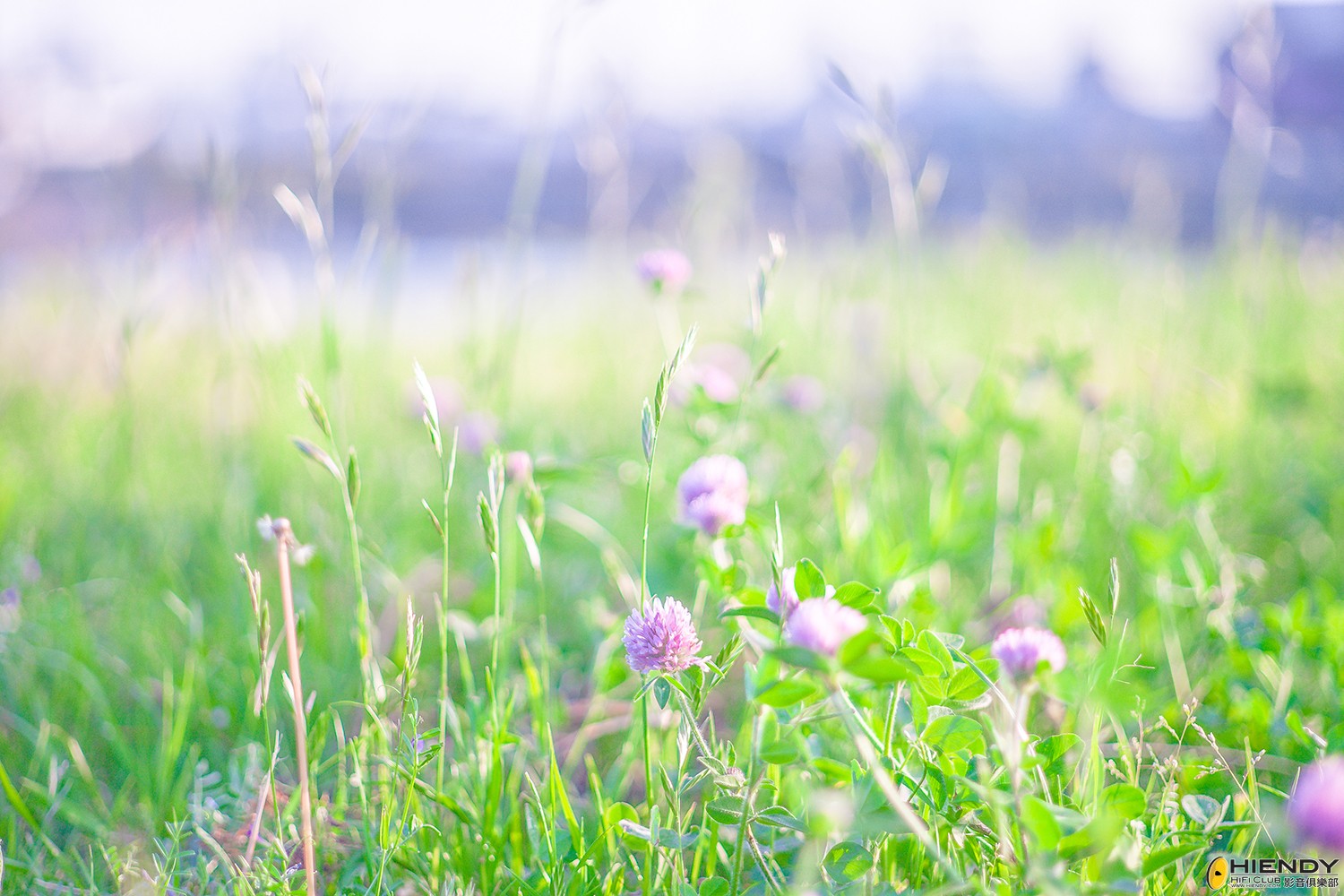 保田也拍到這種小清新 / 東蔡Pancolar 80mm f/1.8