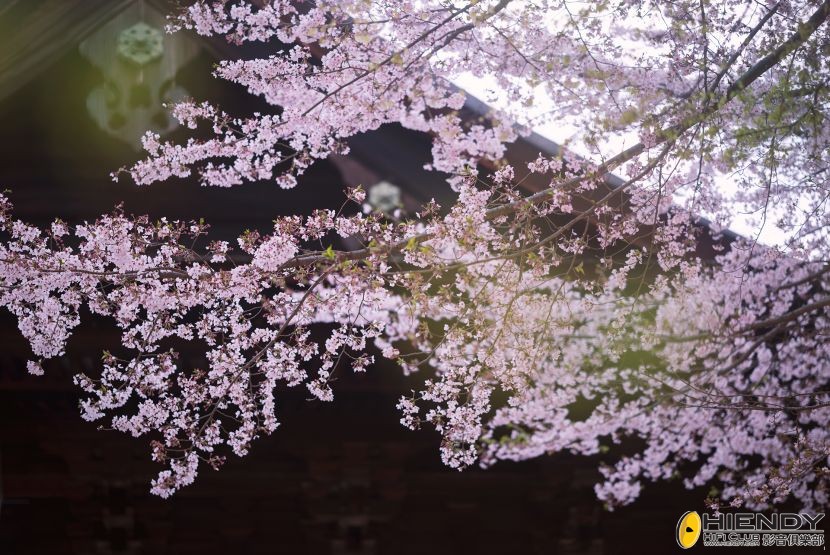 傍晚時的三井寺