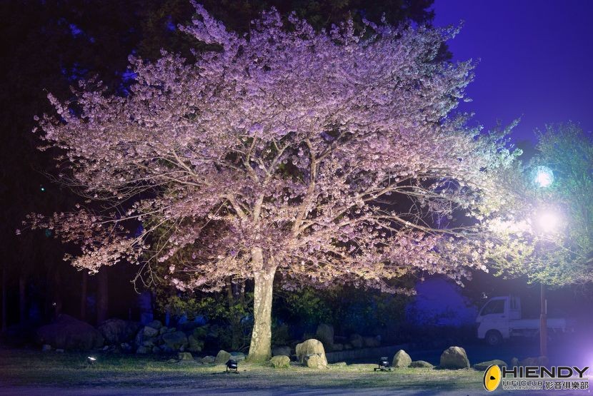 寺內有一棵很大的櫻花樹