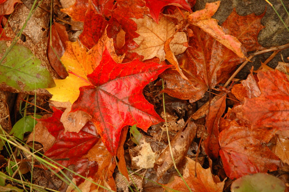 DSC_1498.jpg