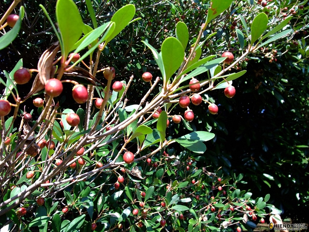 DSCF0926.JPG