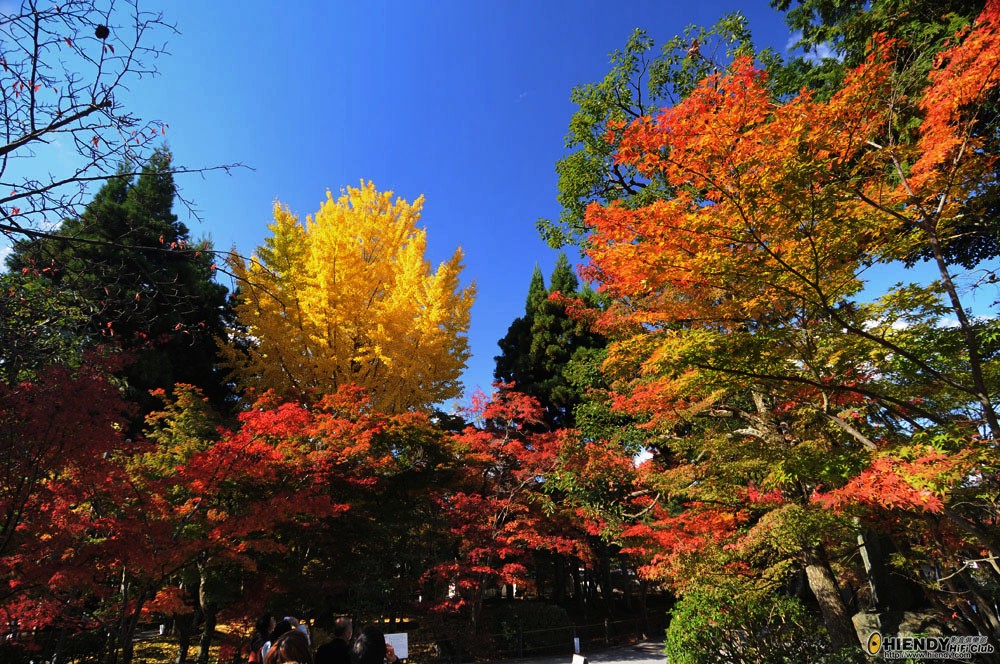 DSC_4729.JPG