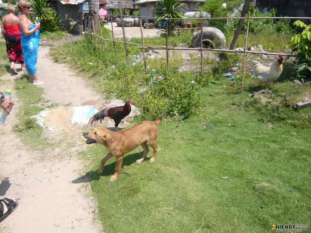 P1030288_s45.JPG