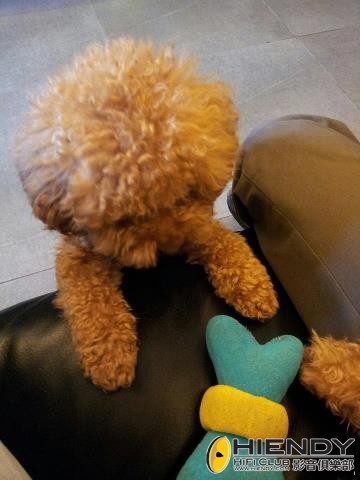 dog_1.jpg