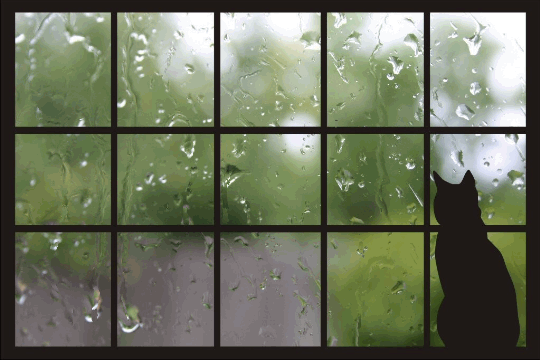 rainywindowcat.gif