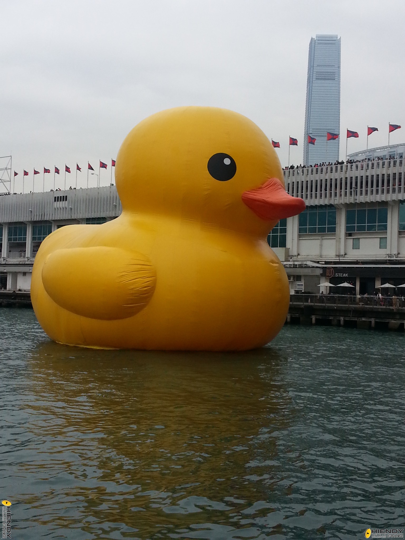 duck.jpg