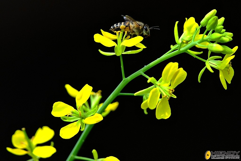 000_8903_conew1.jpg
