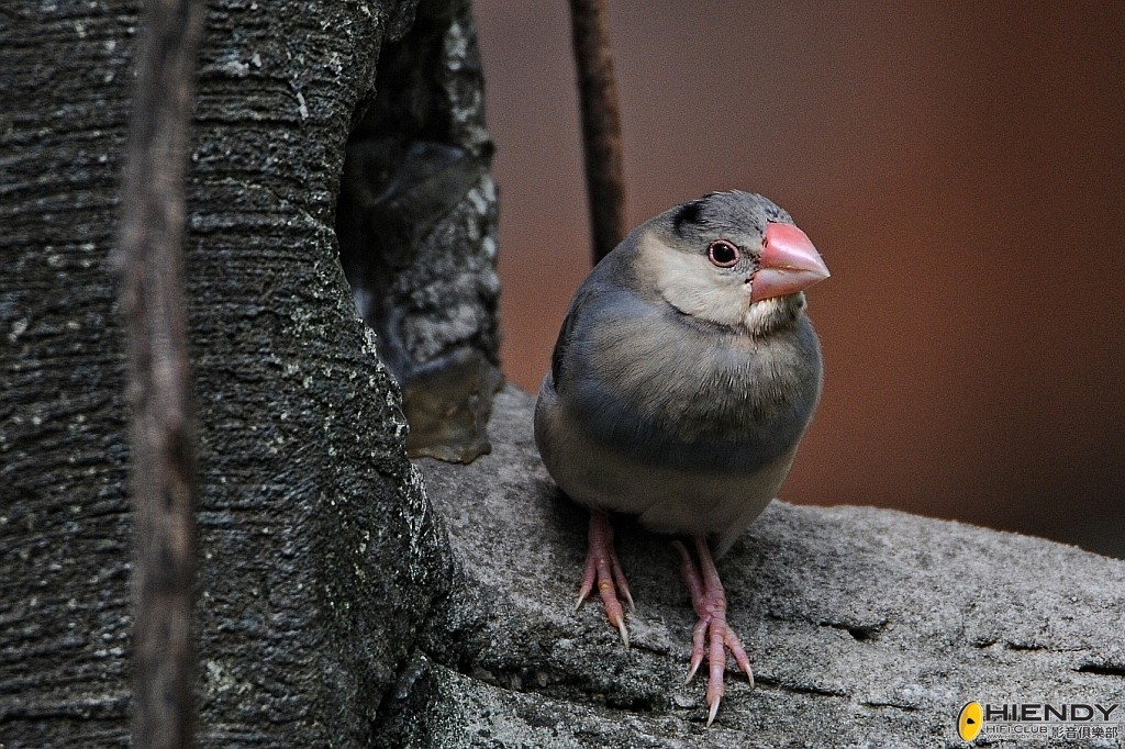 conew_ccw_9396.jpg