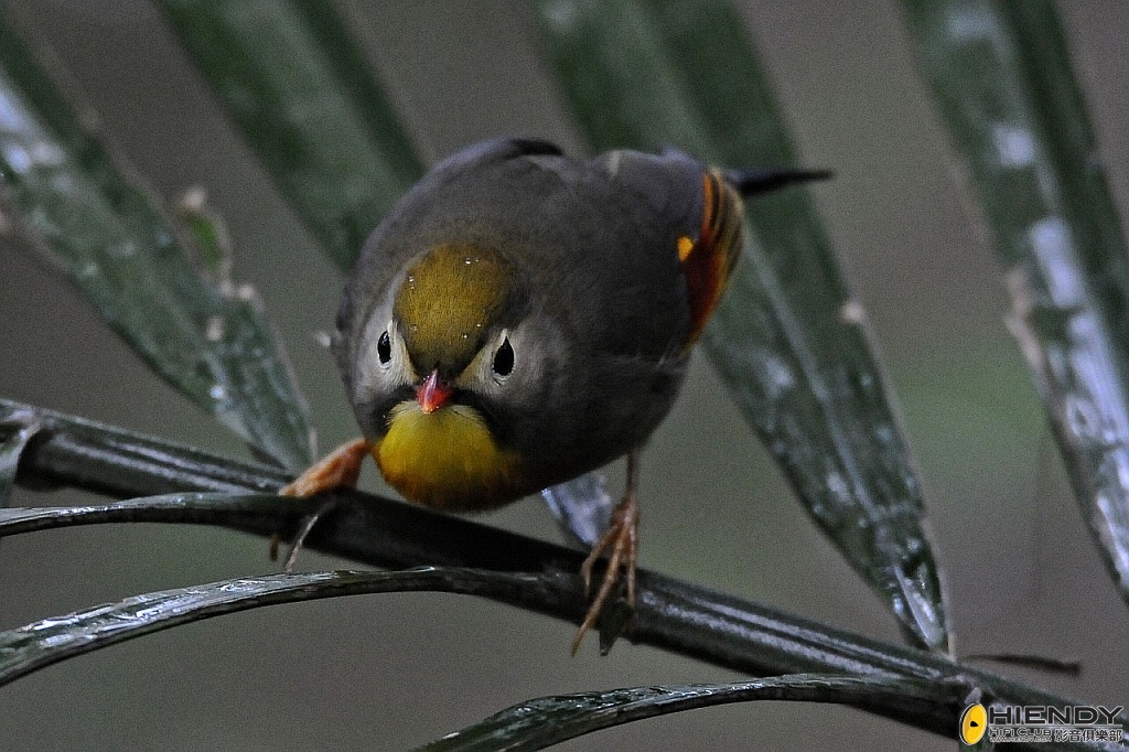 conew_ccw_0221.jpg