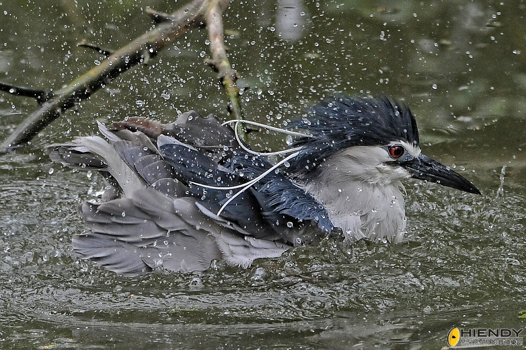 conew_ccw_4491.jpg