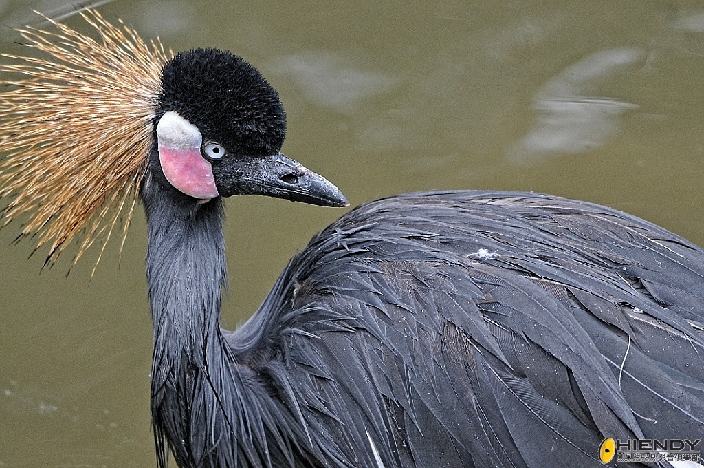 conew_ccw_4187.jpg