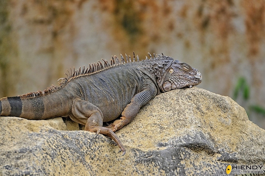 conew_ccw_3938.jpg
